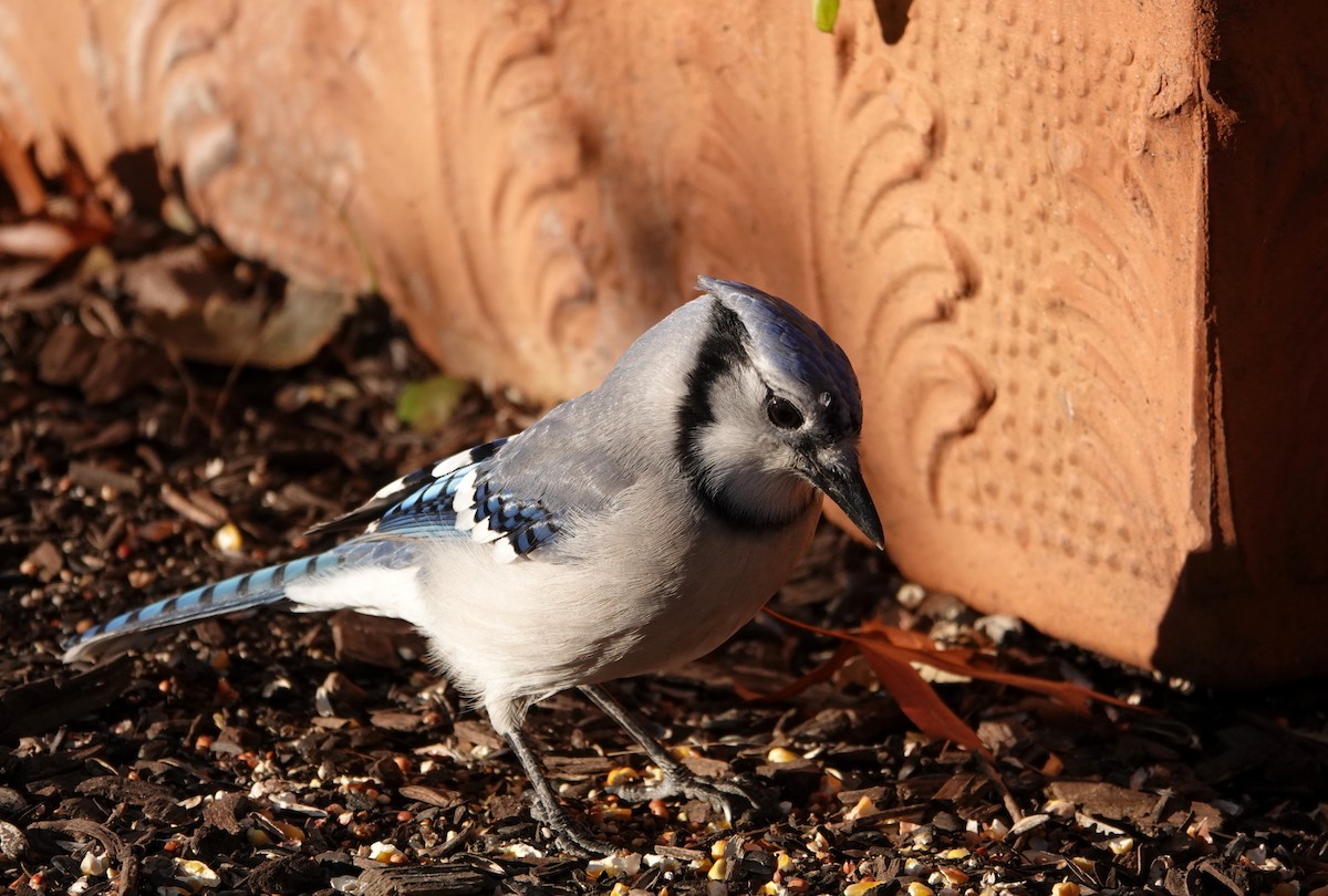 Blue Jay - ML644895539