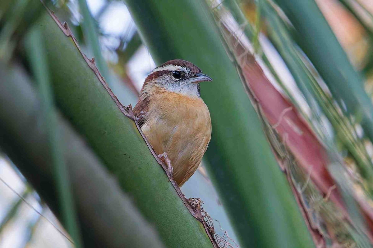 Carolina Wren - ML644895540