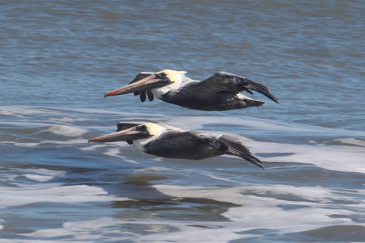 שקנאי חום - ML644895541