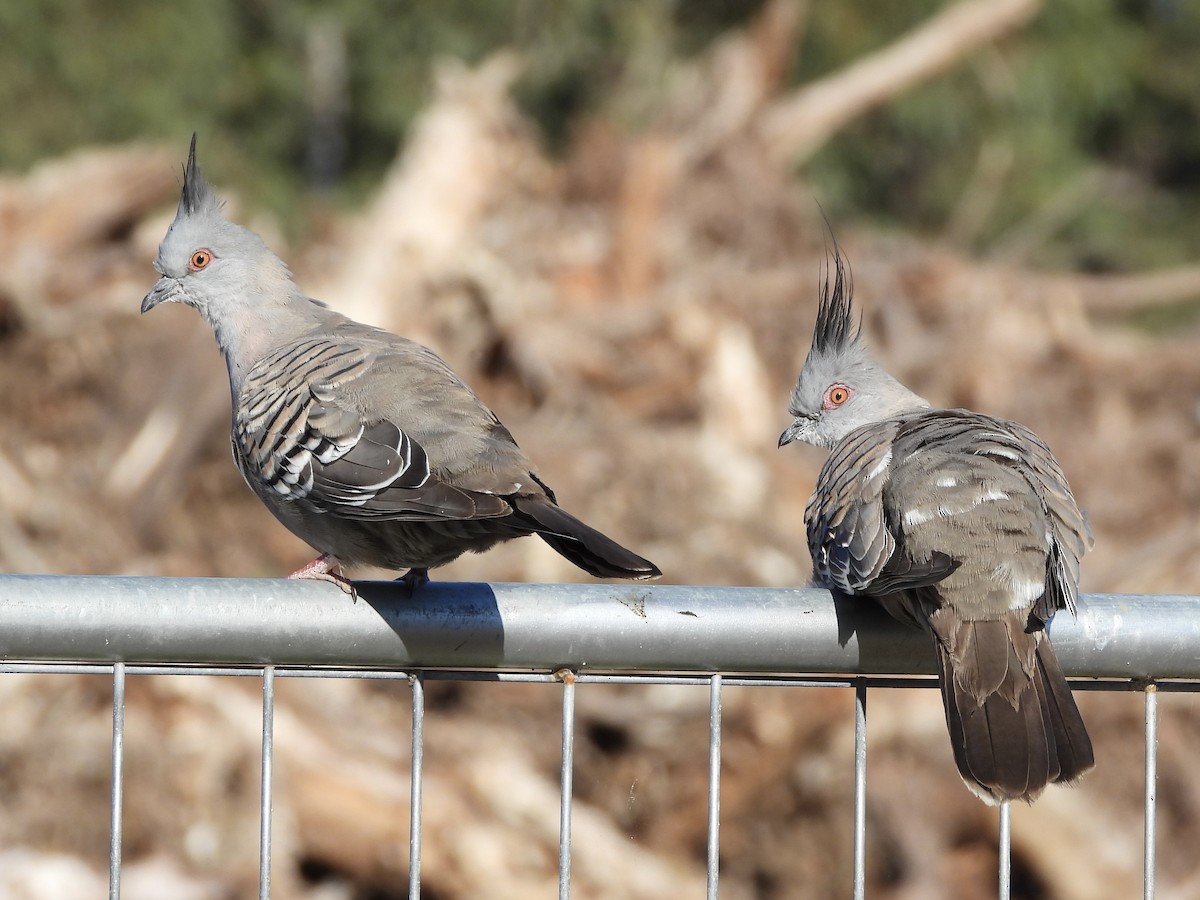 Crested Pigeon - ML644895542