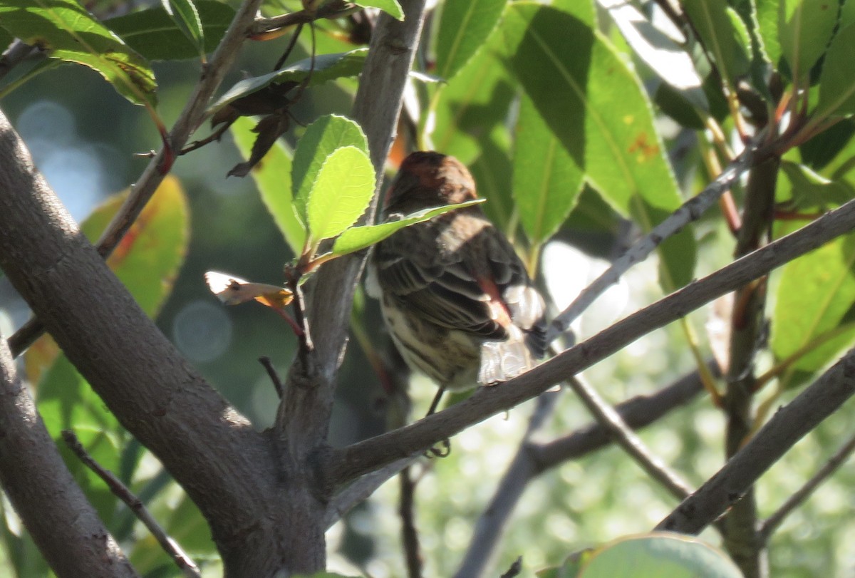 House Finch - ML644895543