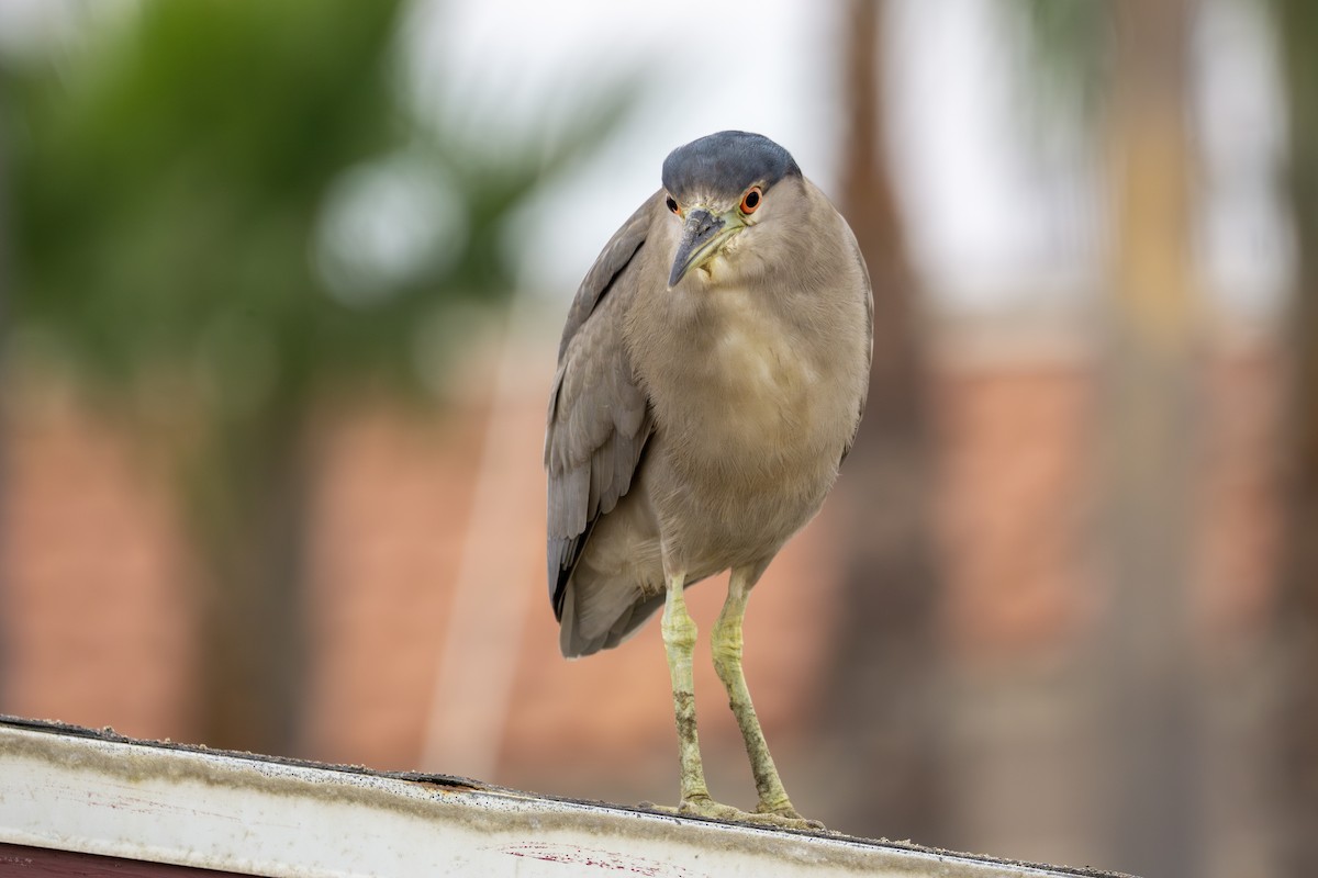 אנפת לילה - ML644895544