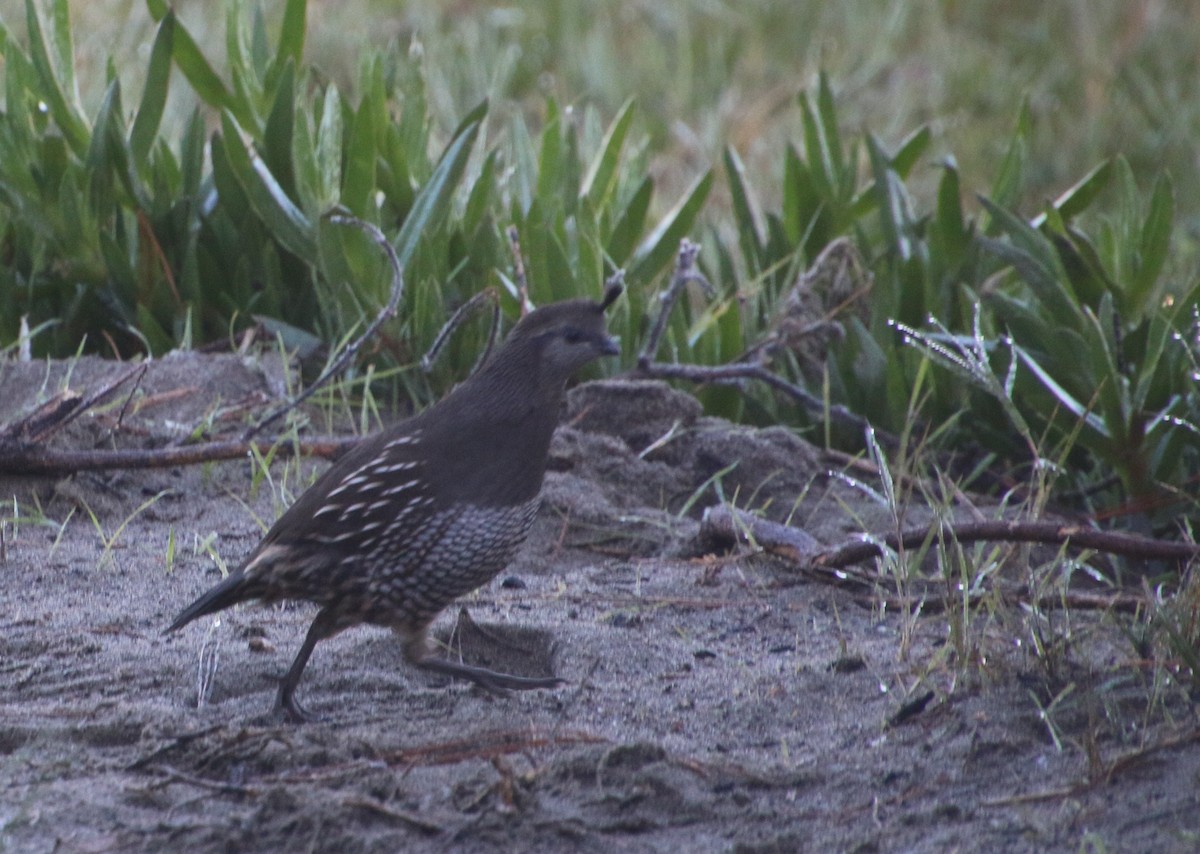 שליו קליפורני - ML644895545