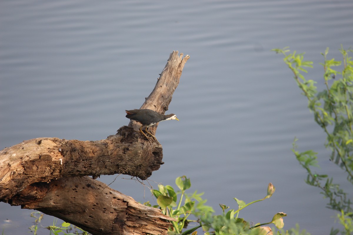 סופית לבנת-חזה - ML644895546