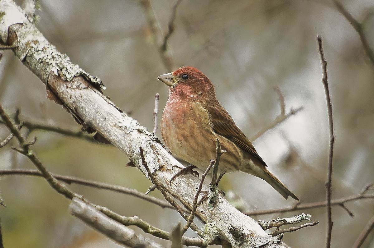 Purple Finch - ML644895547
