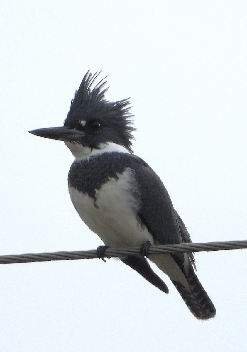 שלדג אמריקני - ML644895548