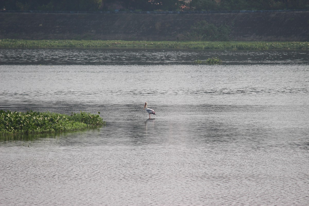 Painted Stork - ML644895549
