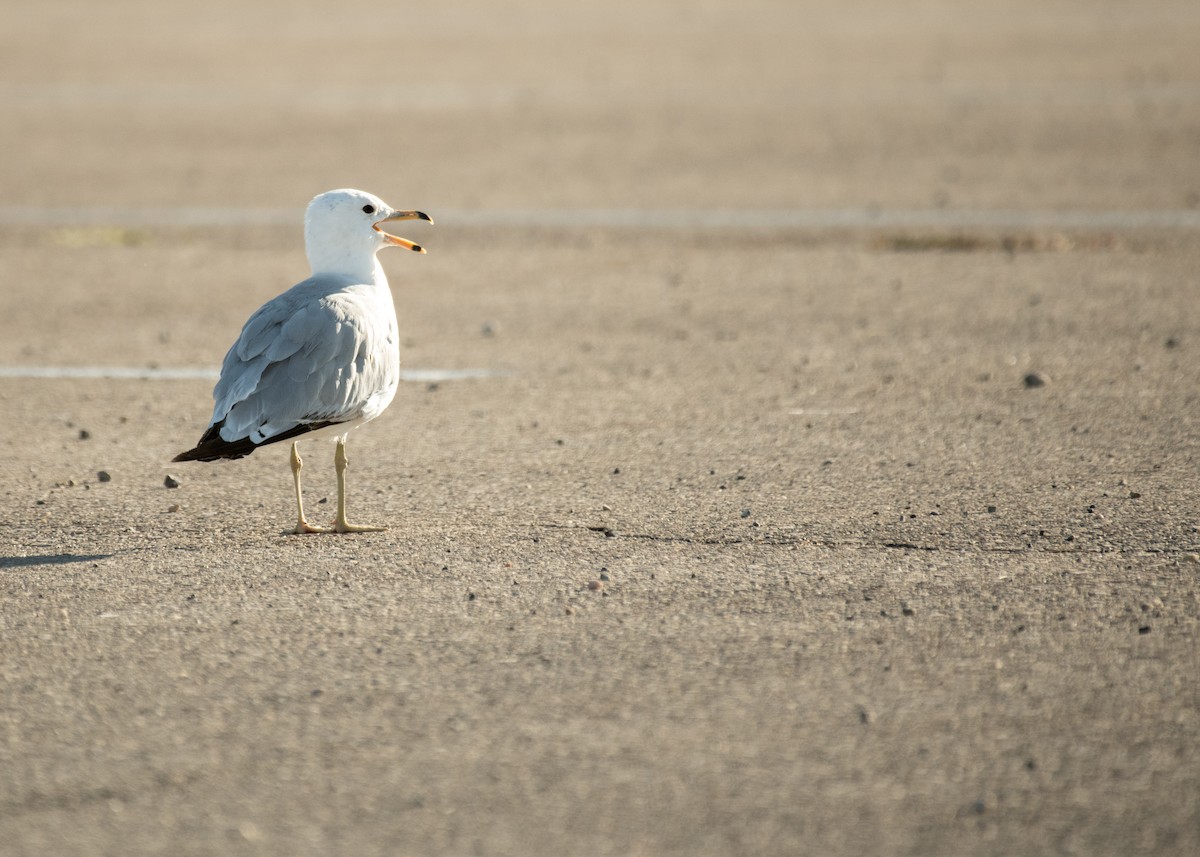 שחף עקוד-מקור - ML644895550