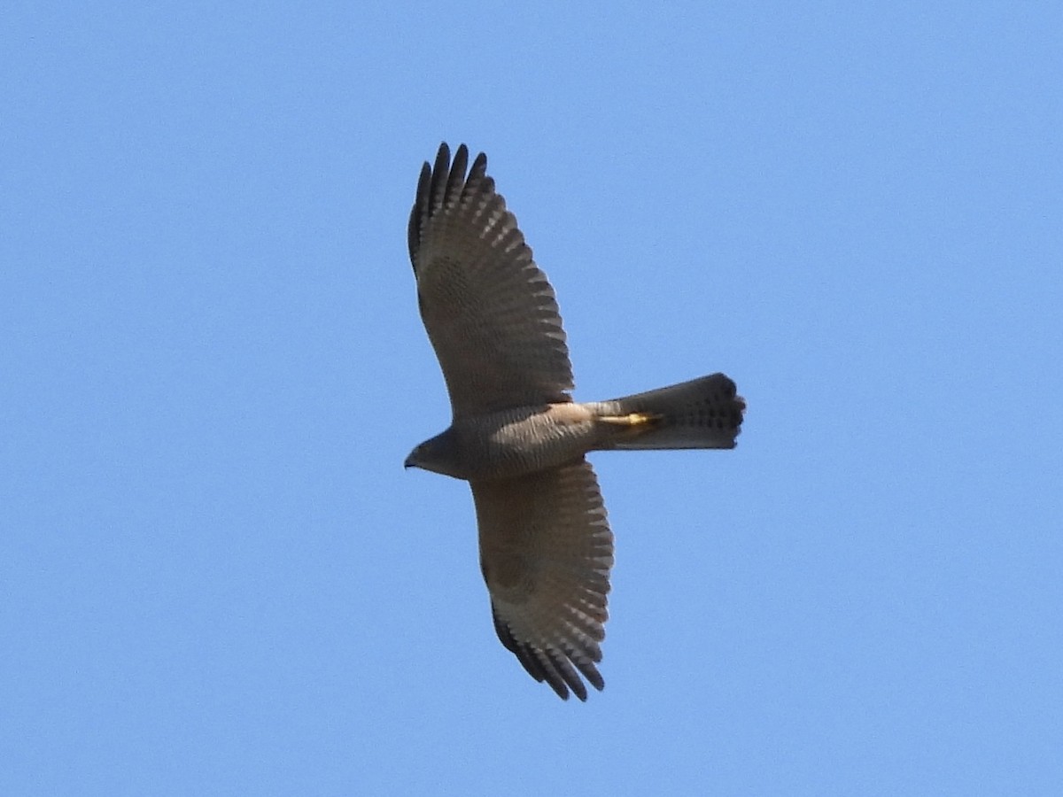 Brown Goshawk - ML644895551