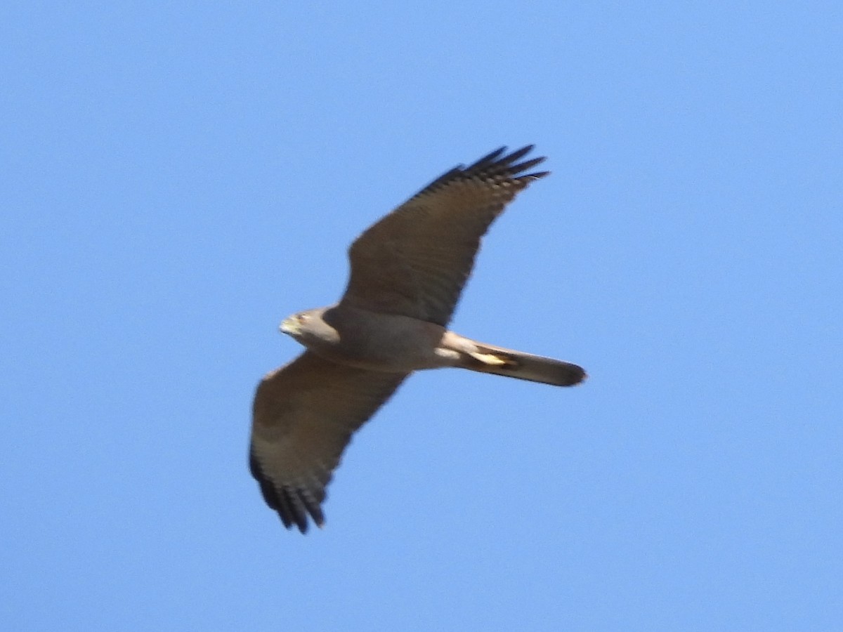 Brown Goshawk - ML644895552
