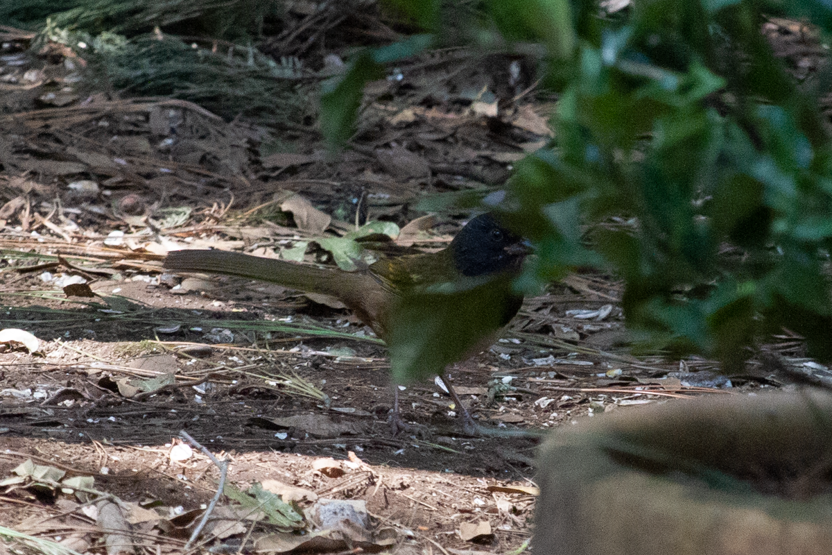 Spotted Towhee (Olive-backed) - ML644895559