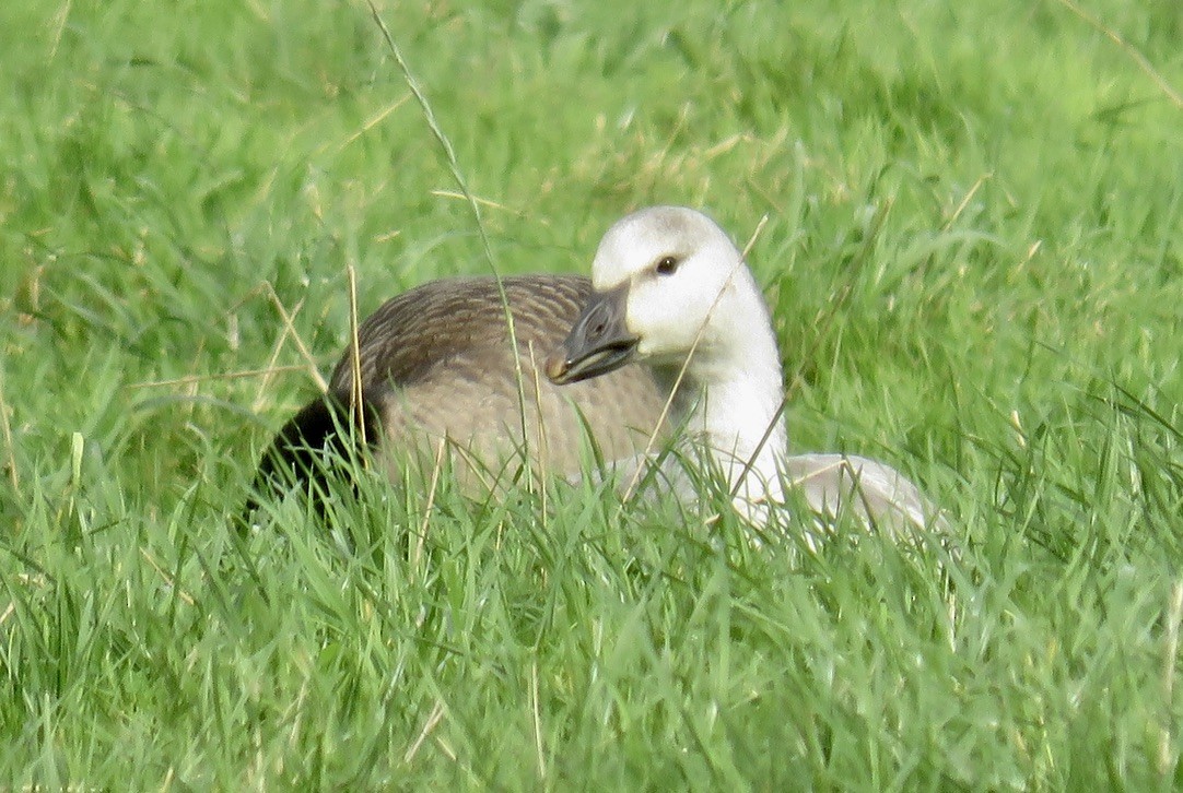 Snow Goose - ML644895561