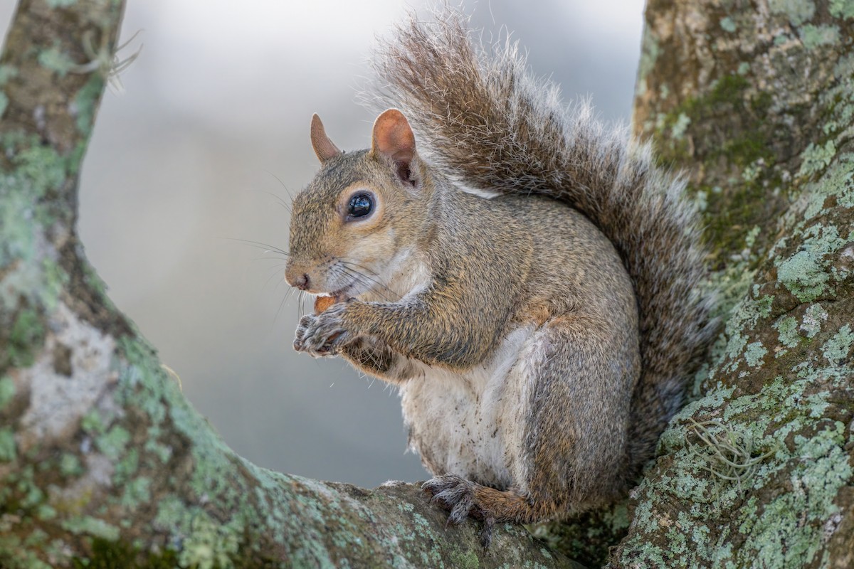 Animals - ML644895565