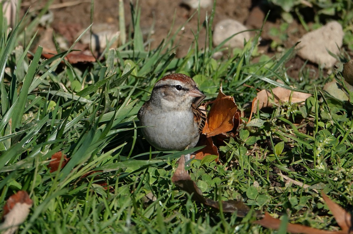 Chipping Sparrow - ML644895567