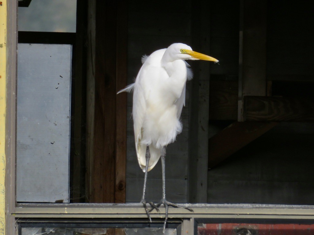 Garceta Grande - ML644895571