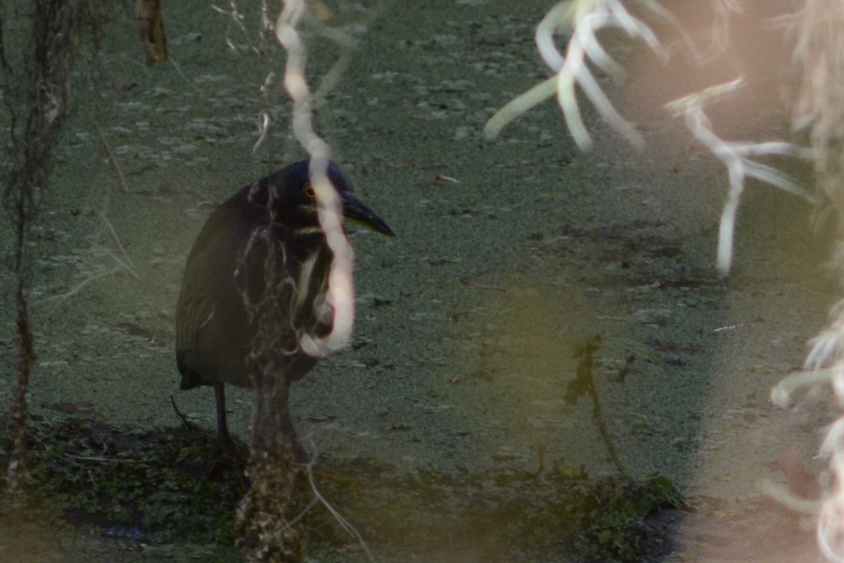 Green Heron - ML644895573