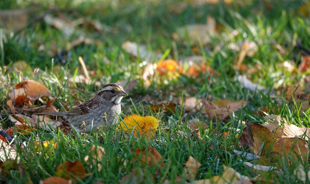 White-throated Sparrow - ML644895575