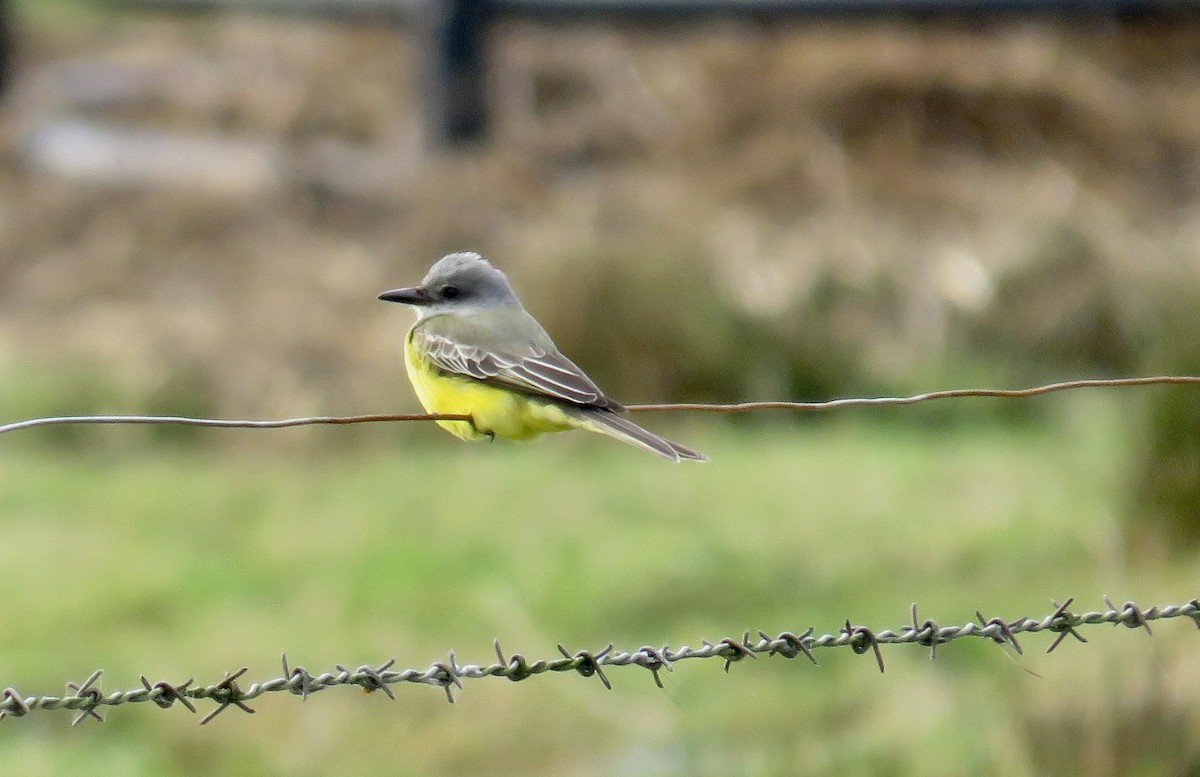 Tropical Kingbird - ML644895576