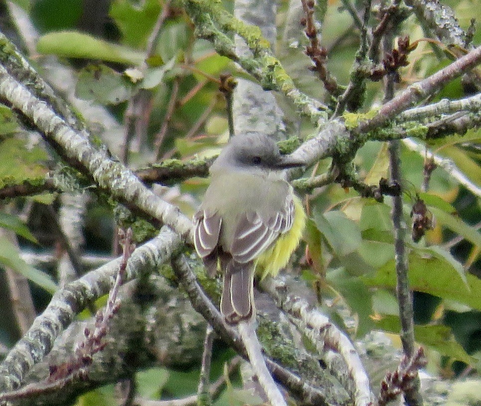 Tropical Kingbird - ML644895579