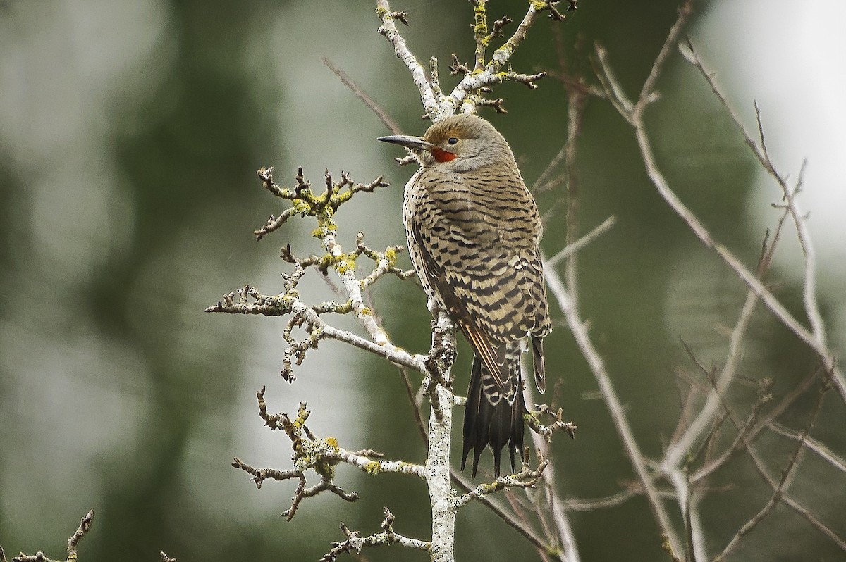 Altın Ağaçkakan [cafer grubu] - ML644895588