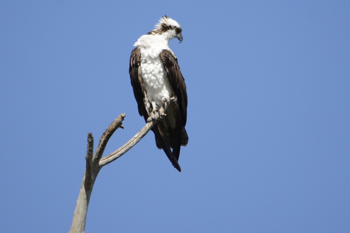 Osprey - ML644895590