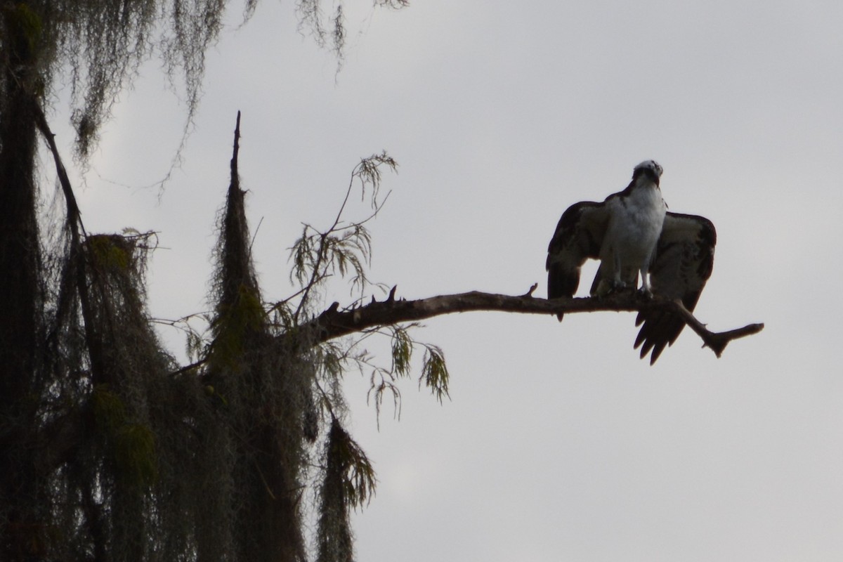 Osprey - ML644895591