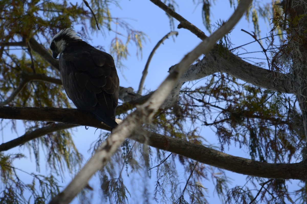 Osprey - ML644895592