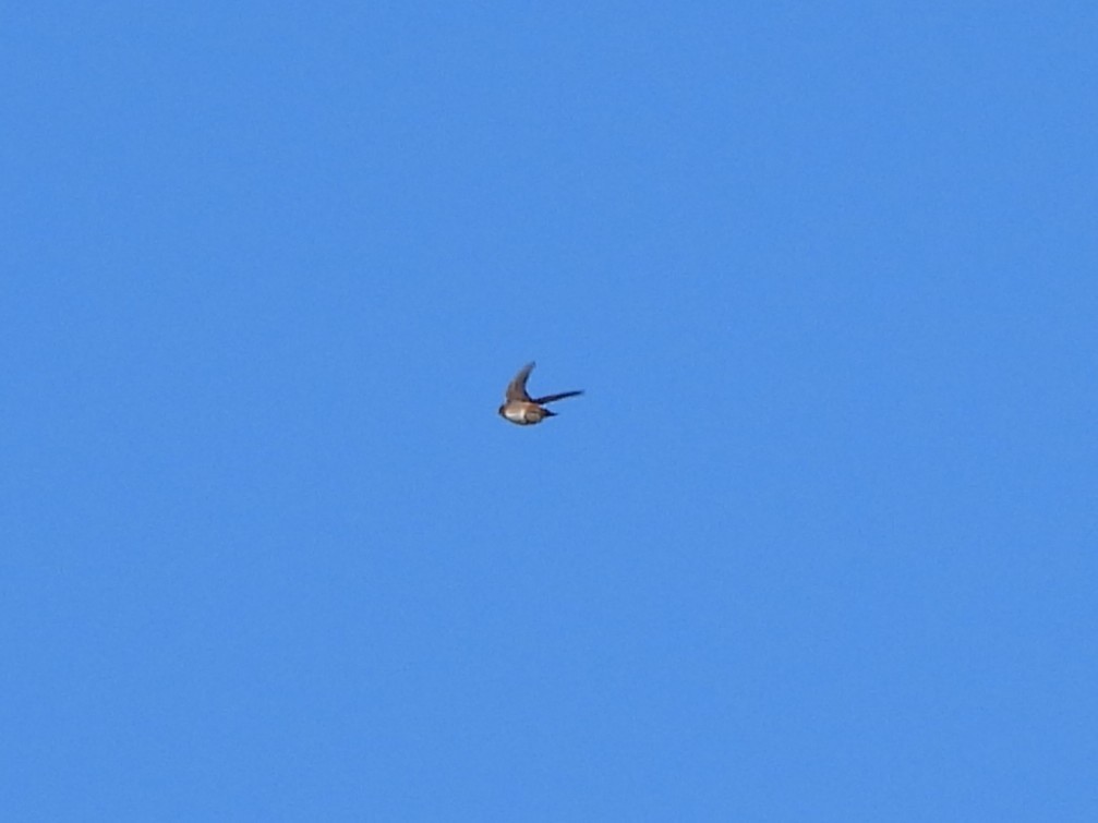 Cave Swallow - ML644895611