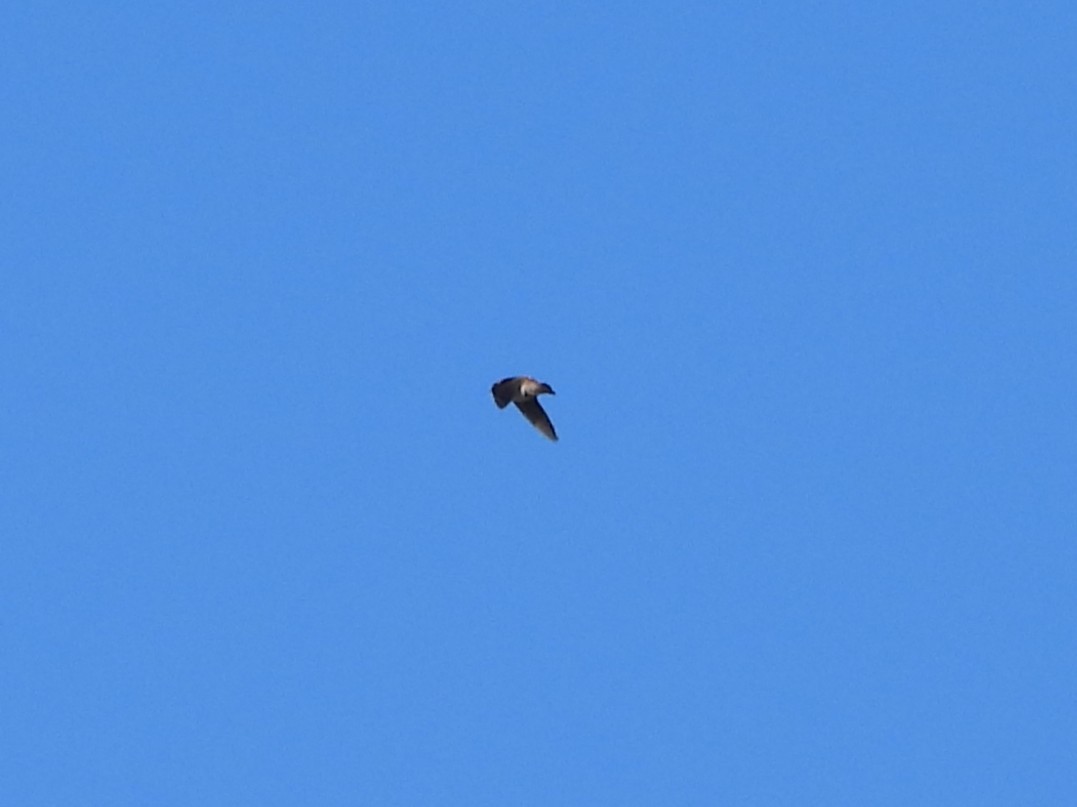 Cave Swallow - ML644895612