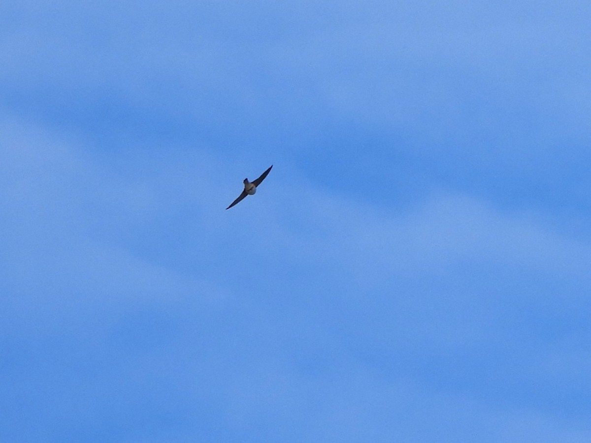 Cave Swallow - ML644895613