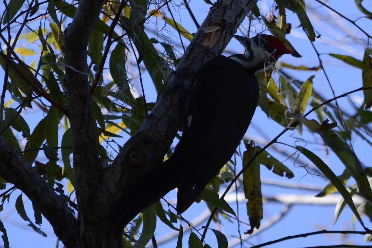 Pileated Woodpecker - ML644895618