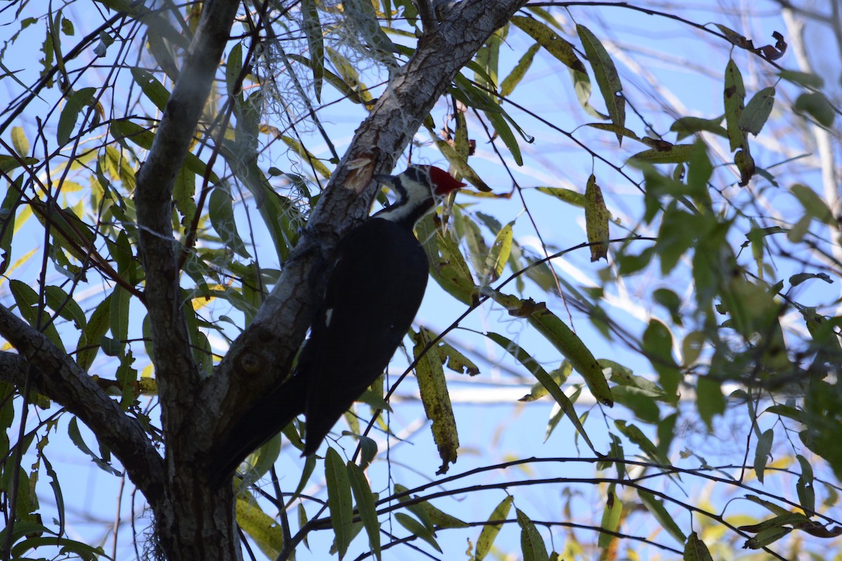 Pileated Woodpecker - ML644895619