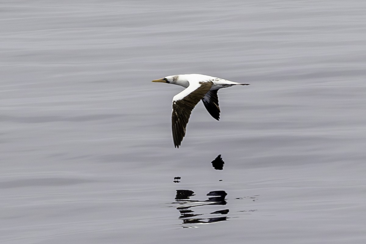 Nazca Booby - ML644895632