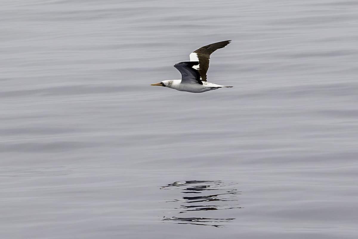 Nazca Booby - ML644895633