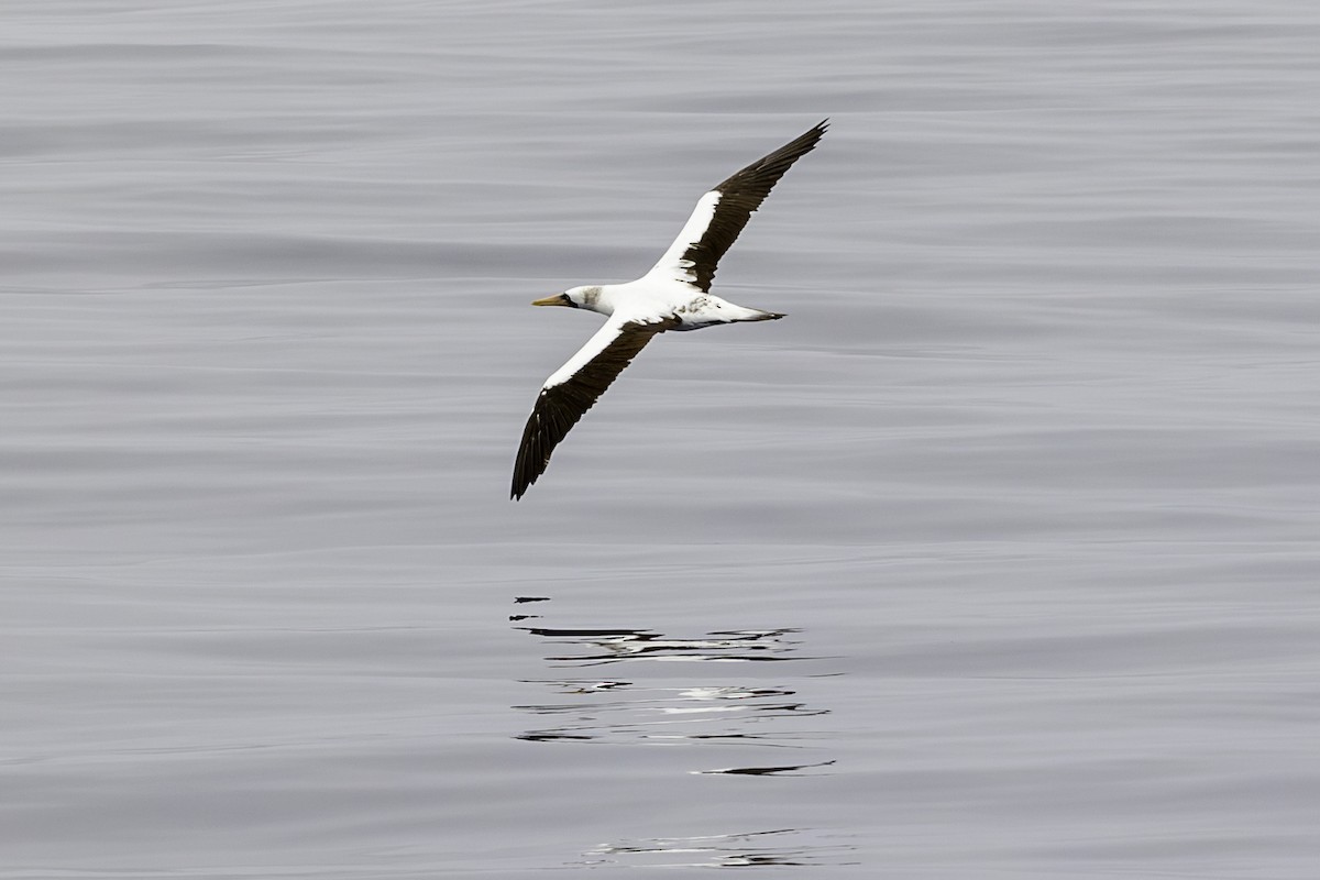Nazca Booby - ML644895634