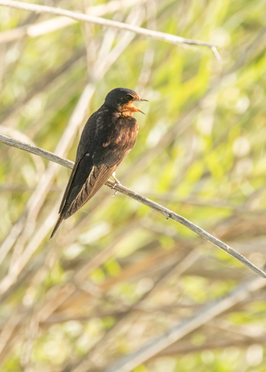Ластівка сільська - ML644895637