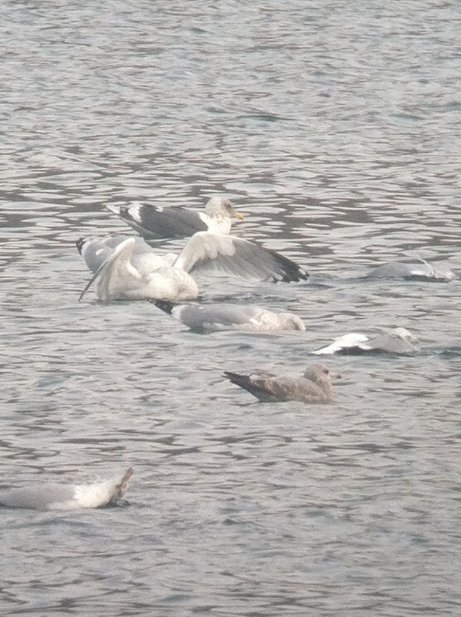 Slaty-backed Gull - ML644895641