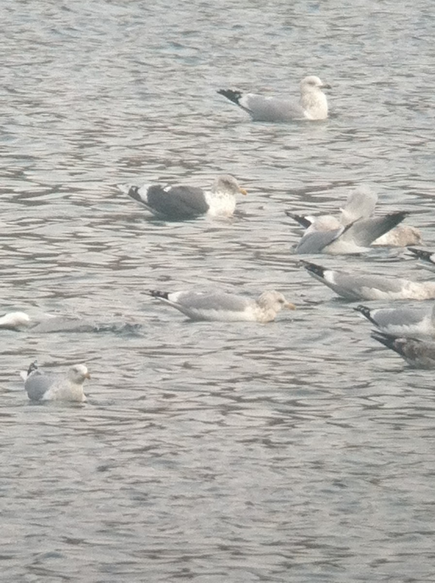 Slaty-backed Gull - ML644895642