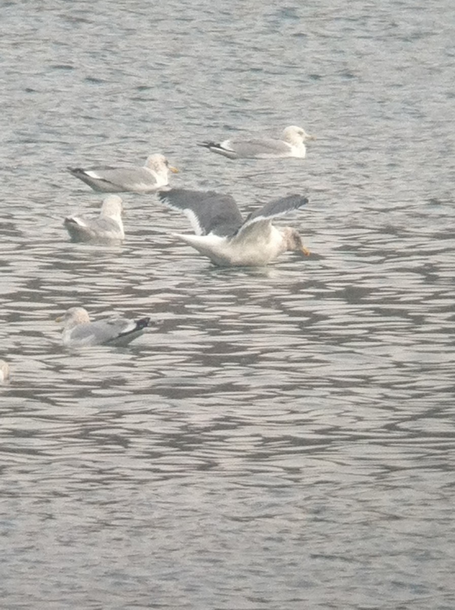 Slaty-backed Gull - ML644895645