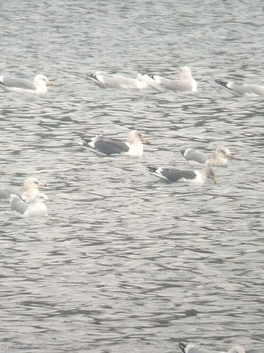 Slaty-backed Gull - ML644895646