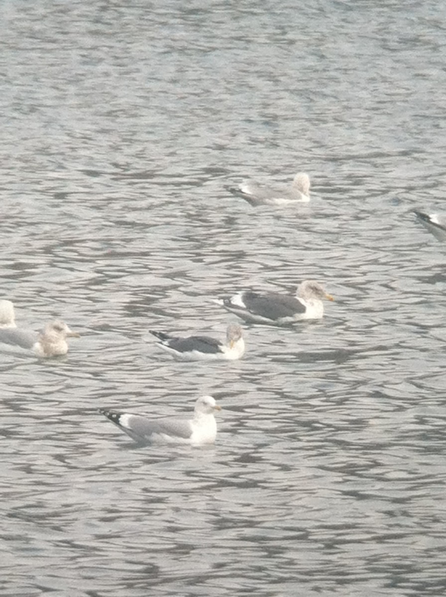 Slaty-backed Gull - ML644895647