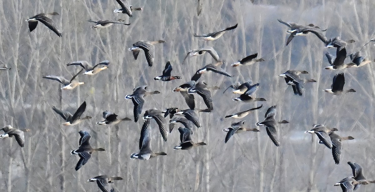 Oca collorosso - ML644895649