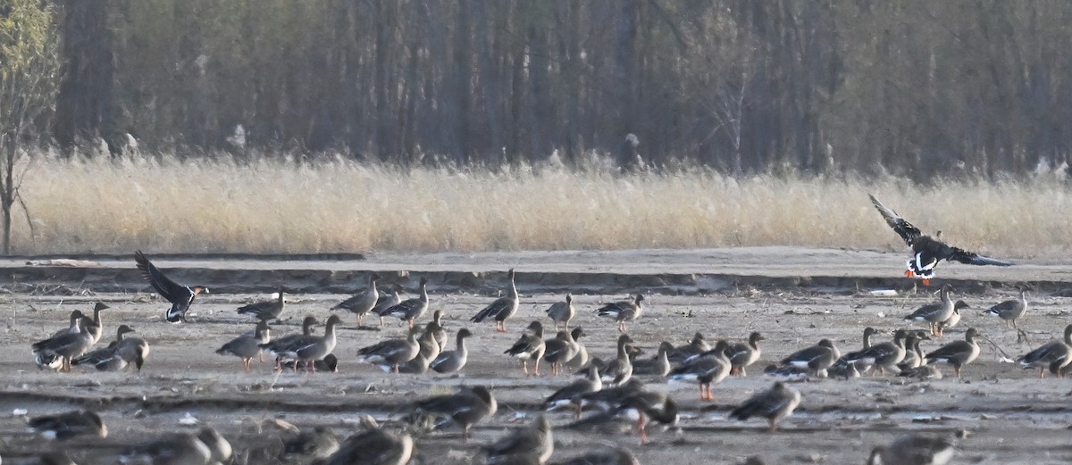 Oca collorosso - ML644895650