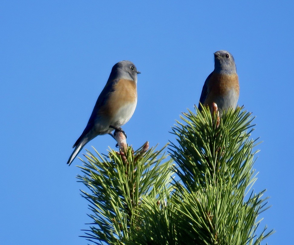 Western Bluebird - ML644895659
