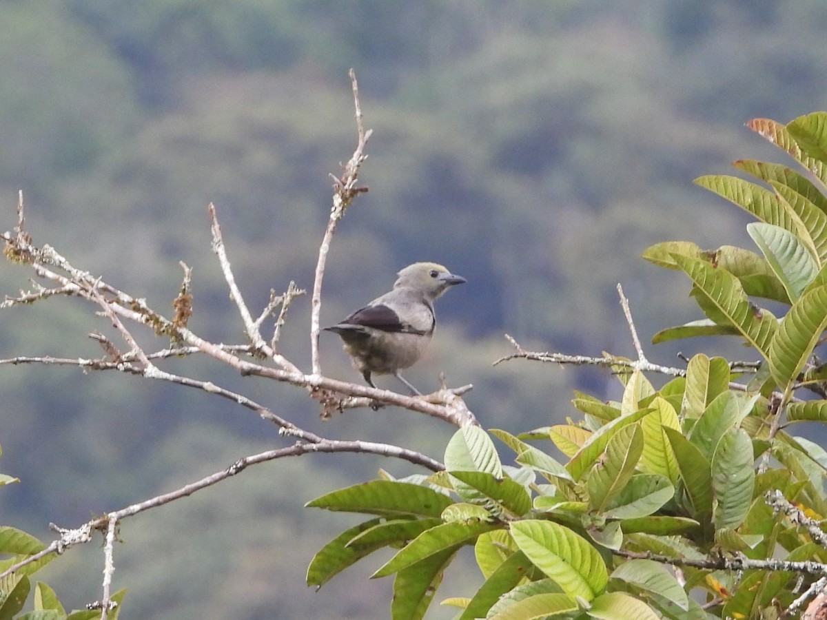 Tangara des palmiers - ML644895668
