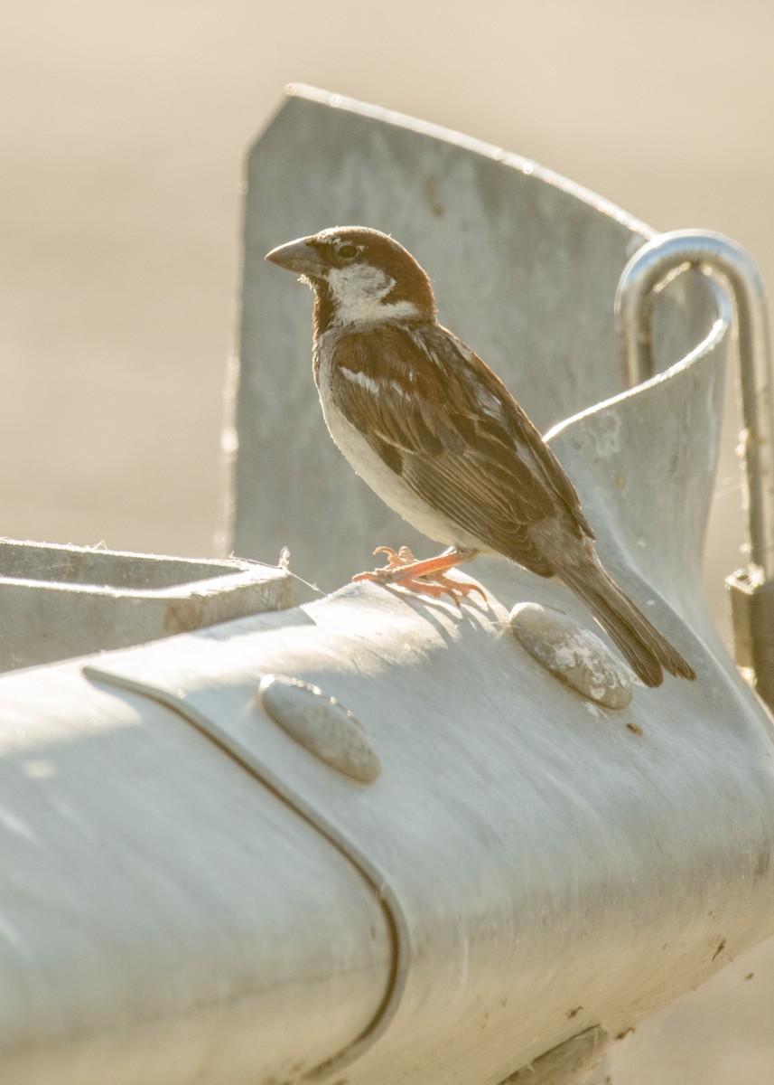 Passera oltremontana - ML644895673