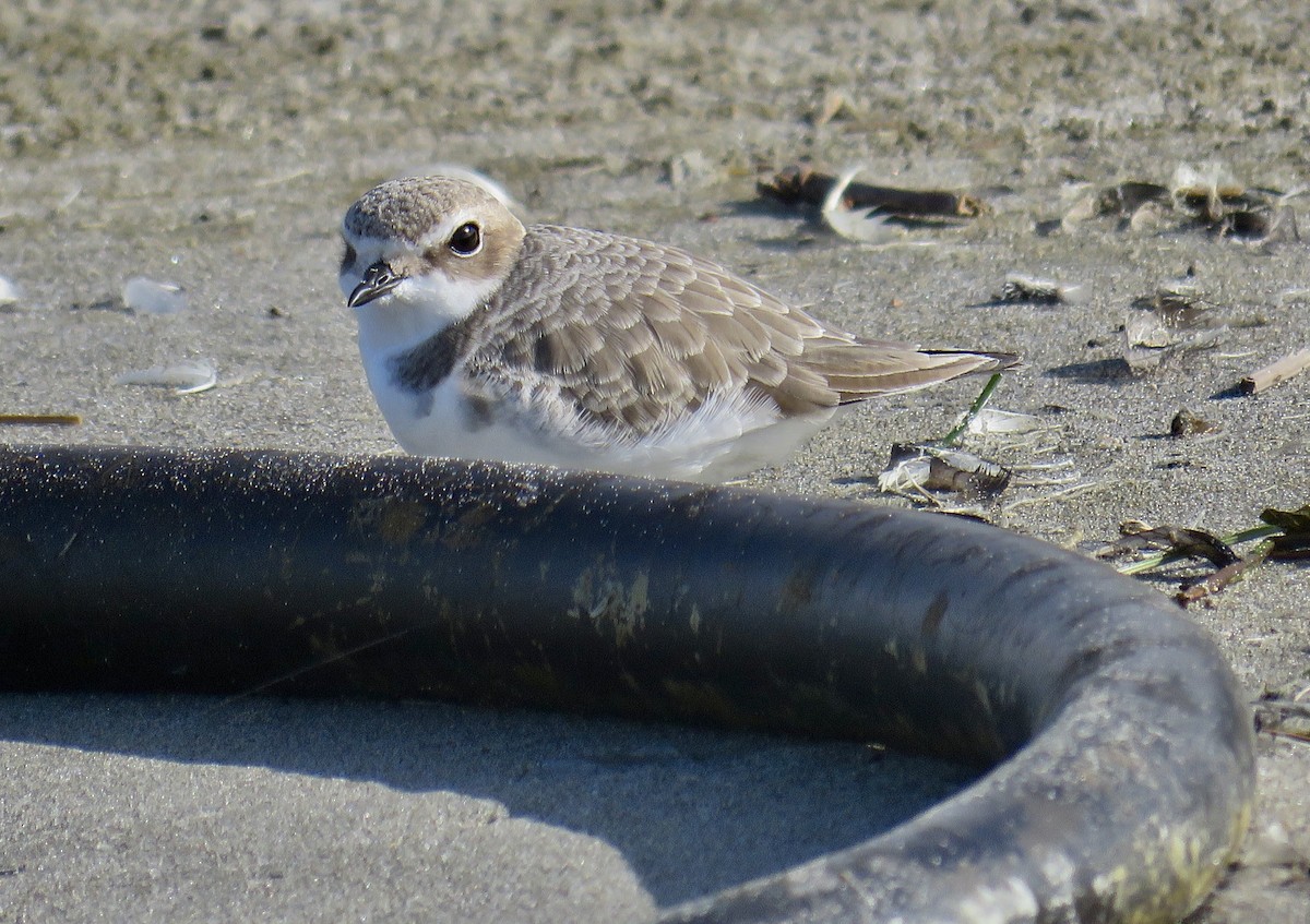 Snowy Plover - ML644895696