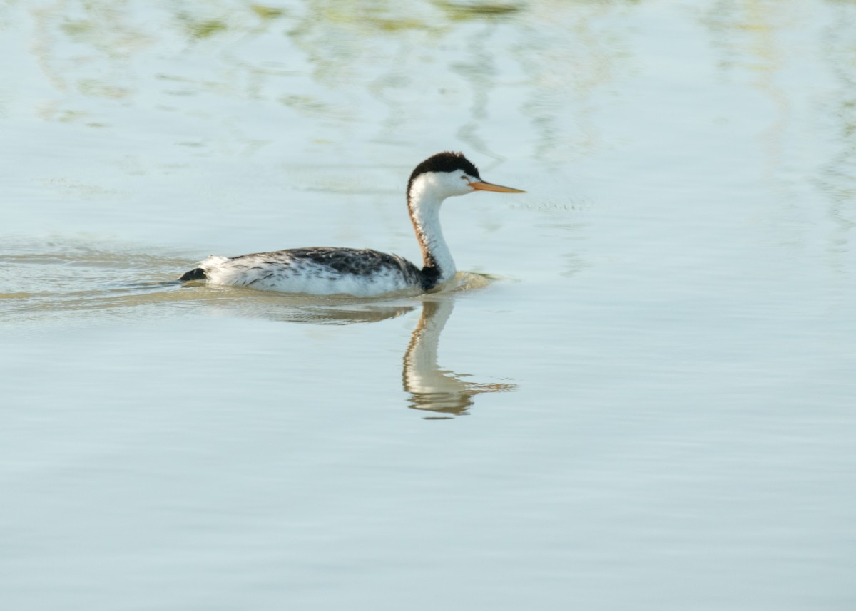 Clark's Grebe - ML644895710