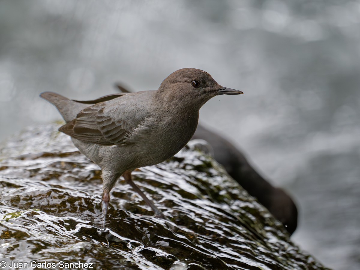 Ur-zozo iparramerikarra - ML644895711