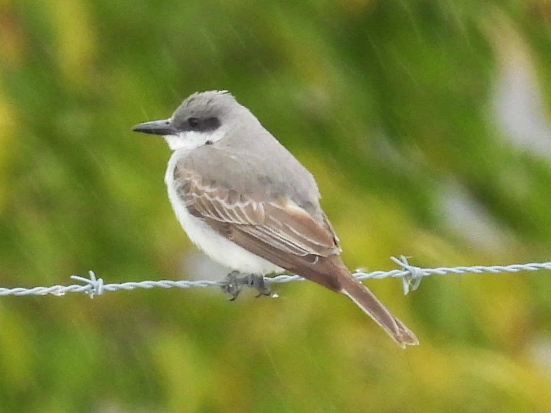 Gray Kingbird - ML644895713